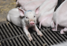 Halekupering er ren rutine for de fleste svineproducenter