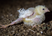 Aarhus kan blive første kommune til at droppe turbokyllinger