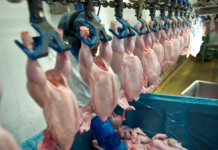 Tyveri og svindel med kyllingekød for millioner