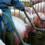 agro svin inseminering