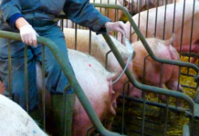 Syntetiske kønshormoner udbredte i dansk svineproduktion