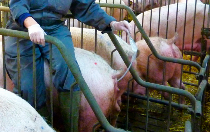 agro svin inseminering