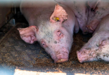 12 millioner svin sendes på lange ture til fjerne destinationer i Europa