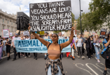 Danmarks hellige ko og svinske forbrug