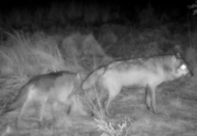 Nyt ulvepar har etableret sig i Lille Vildmose