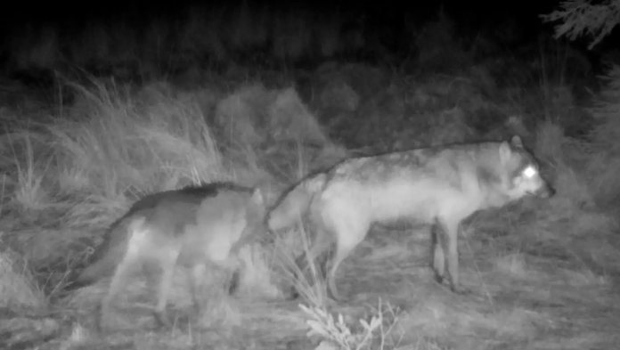 natur ulevepar i Lille Vildmose