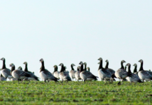Naturstyrelsen måtte inddrage seks ud af ti tilladelser til regulering af vildt