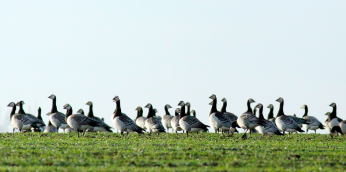 natur Bramgæs 7579