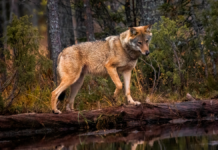 Ulvejagt kan give større problemer for landmænd