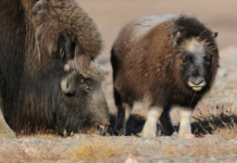Kemien i jorden påvirker hvor mange unger dyrene får