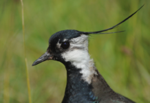 Viben har grund til at hænge med næbbet