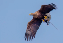 Havørne påvirker bestanden af edderfugle negativt