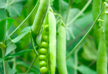 EU-valget handler også om et naturvenligt landbrug