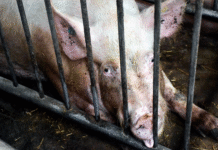 Borgerforslag mod industriel svineproduktion fik 50.000 underskrifter på kun 74 timer