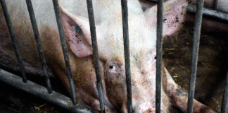 Borgerforslag mod industriel svineproduktion fik 50.000 underskrifter på kun 74 timer