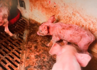 Formanden for Danske svineproducenter meldt til politiet for alvorligt svækkede, underernærede og dehydrerede pattegrise