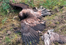 Havørn og musvåge dræbt med den forbudte insektgift carbofuran