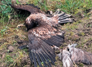 Havørn og musvåge dræbt med den forbudte insektgift carbofuran