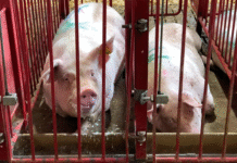 Dyrenes Beskyttelse: Undercover-bog viser det politiske svigt af grisene