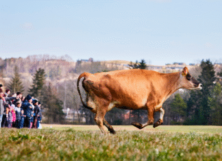 Alle køer skal have adgang til græs og åben himmel