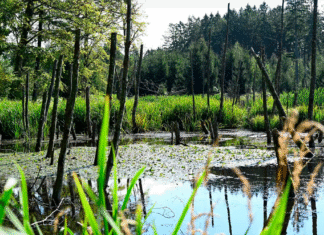 Naturnationalpark Gribskov indvies